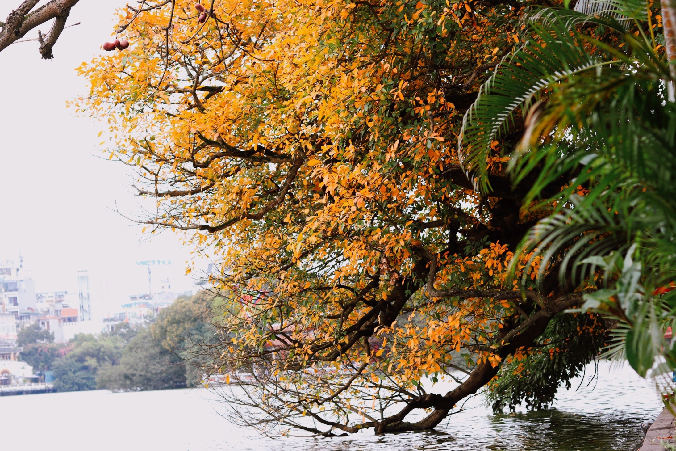 Ha Noi giao mua anh 6