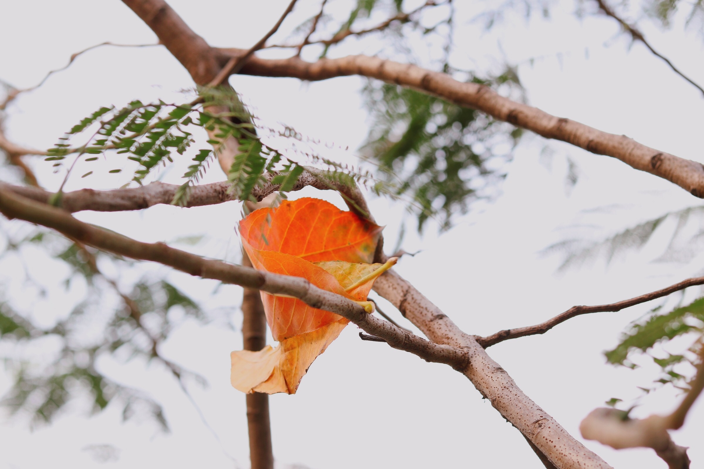 Ha Noi giao mua anh 9