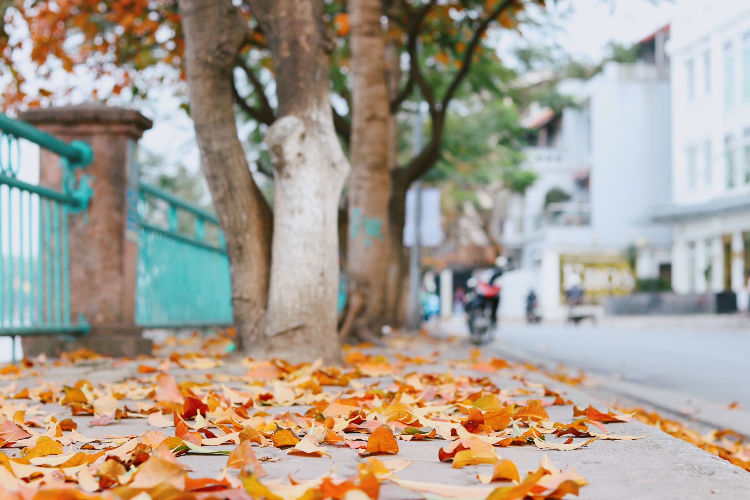 Ha Noi giao mua anh 10