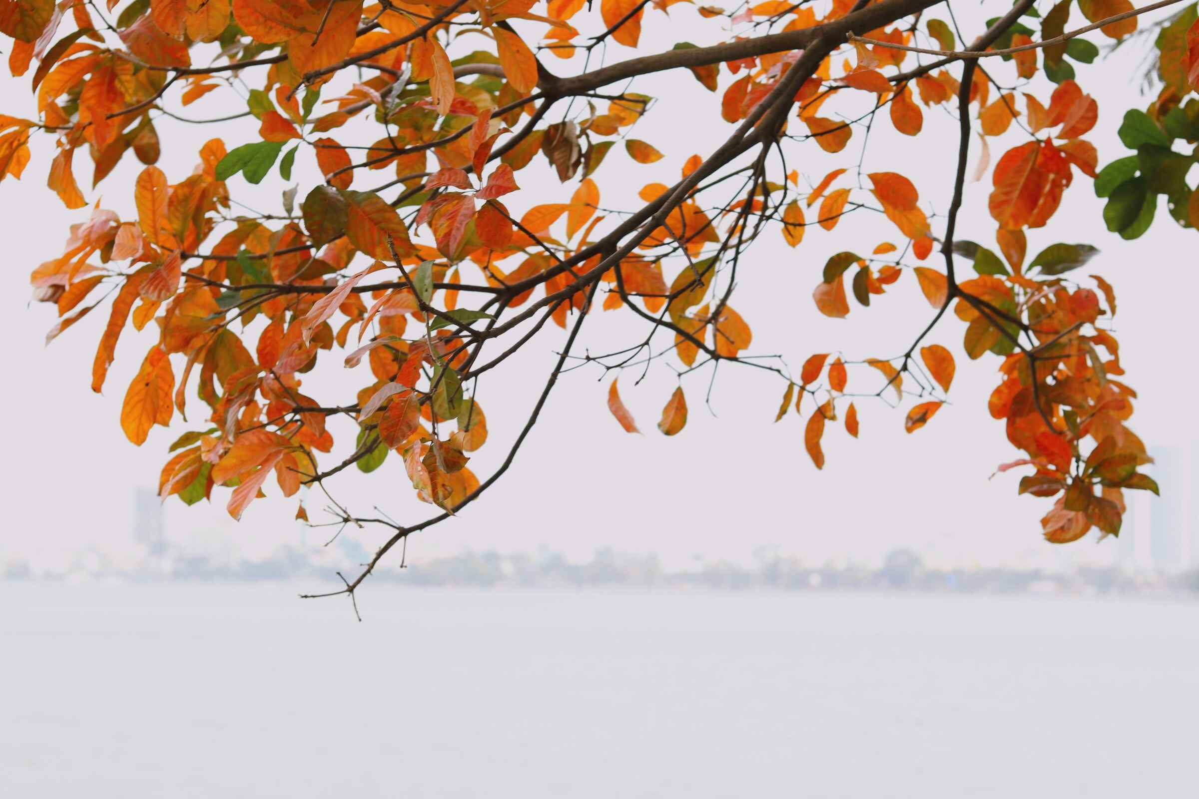 Ha Noi giao mua anh 15