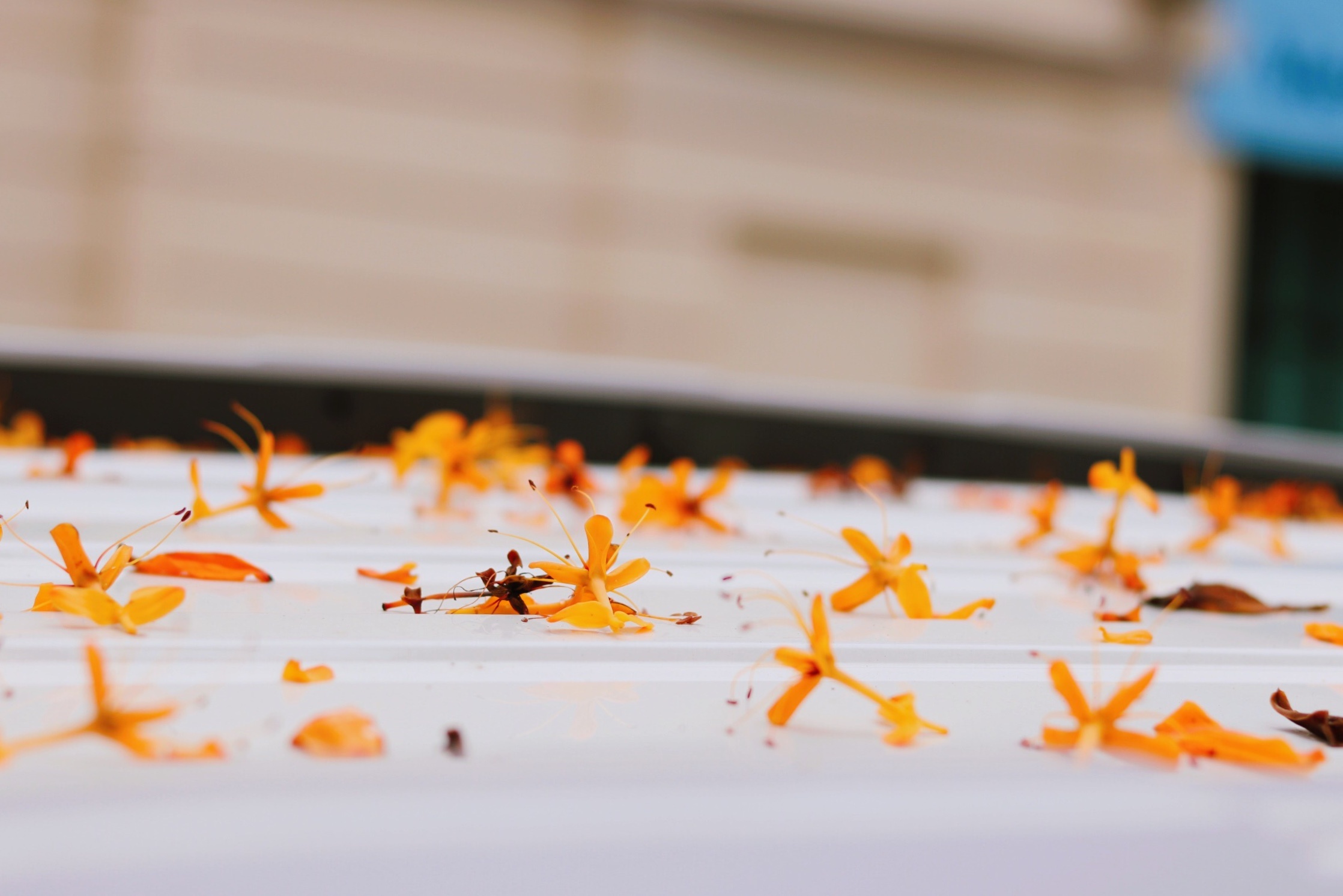 Ha Noi giao mua anh 11