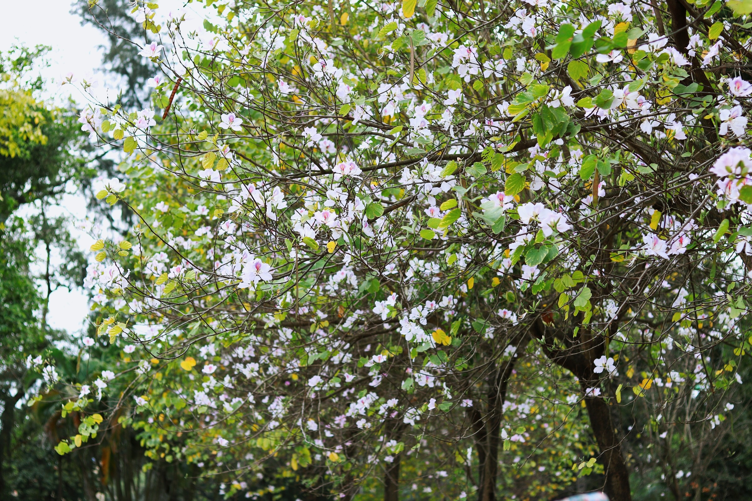 Ha Noi giao mua anh 28