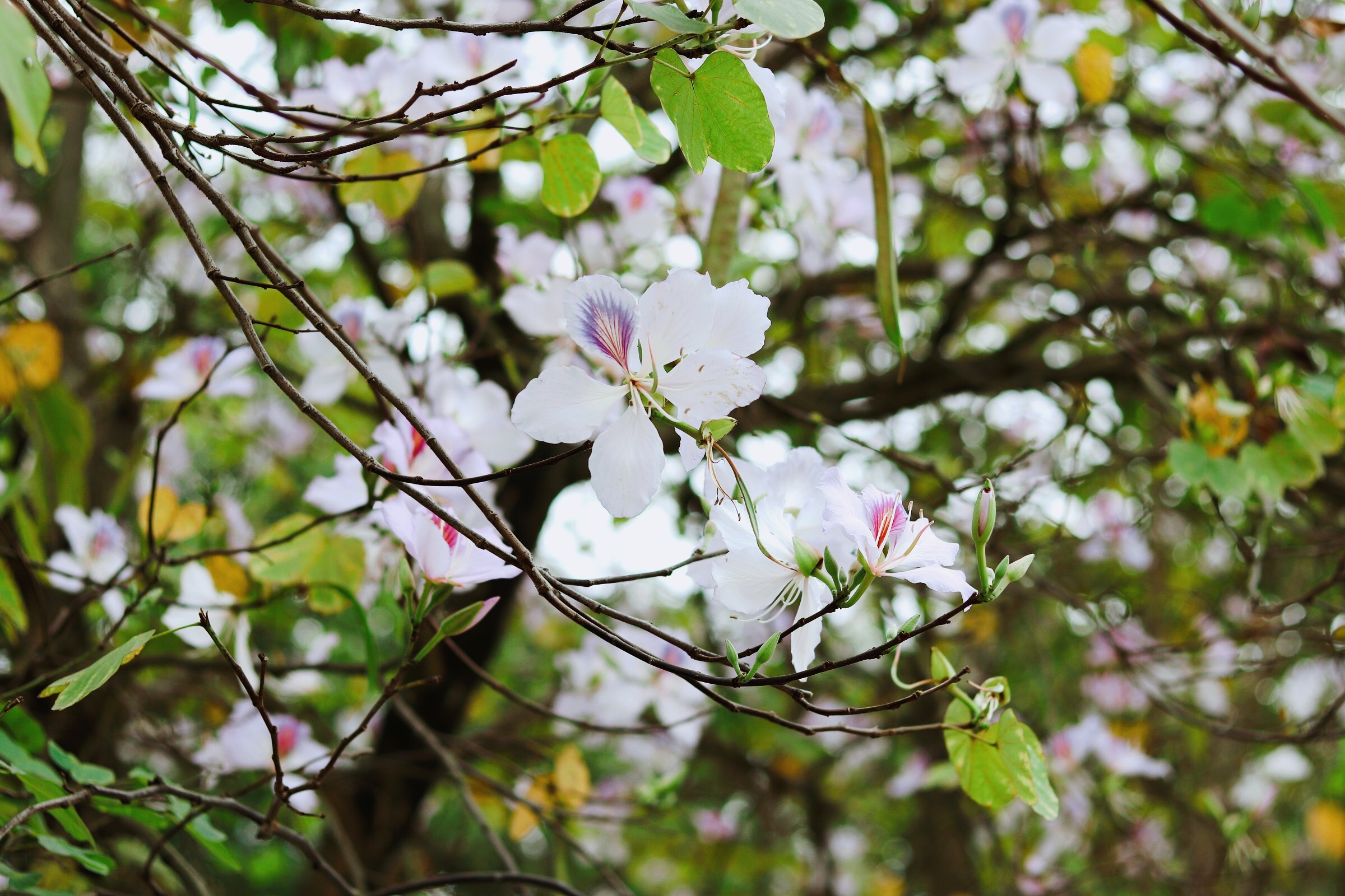 Ha Noi giao mua anh 29