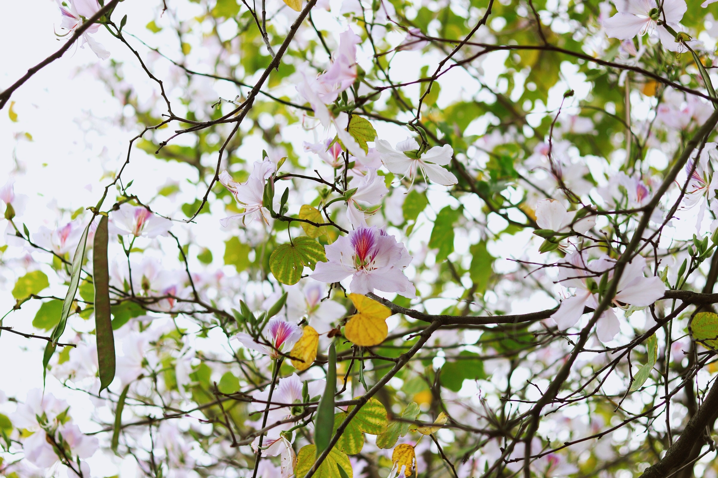 Ha Noi giao mua anh 27