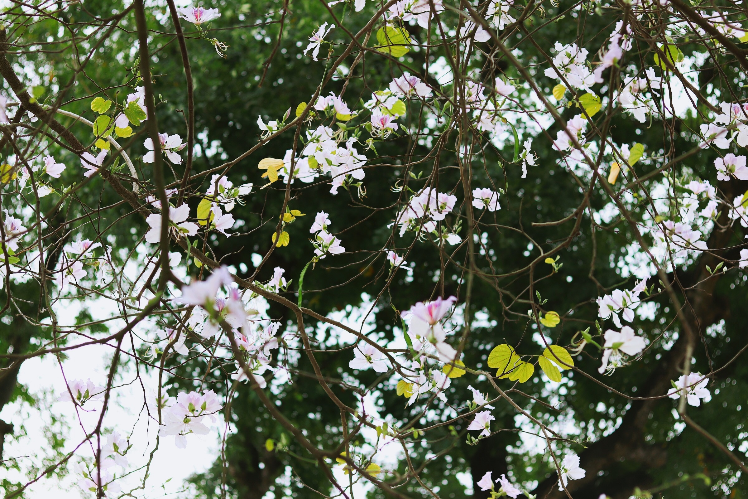 Ha Noi giao mua anh 33