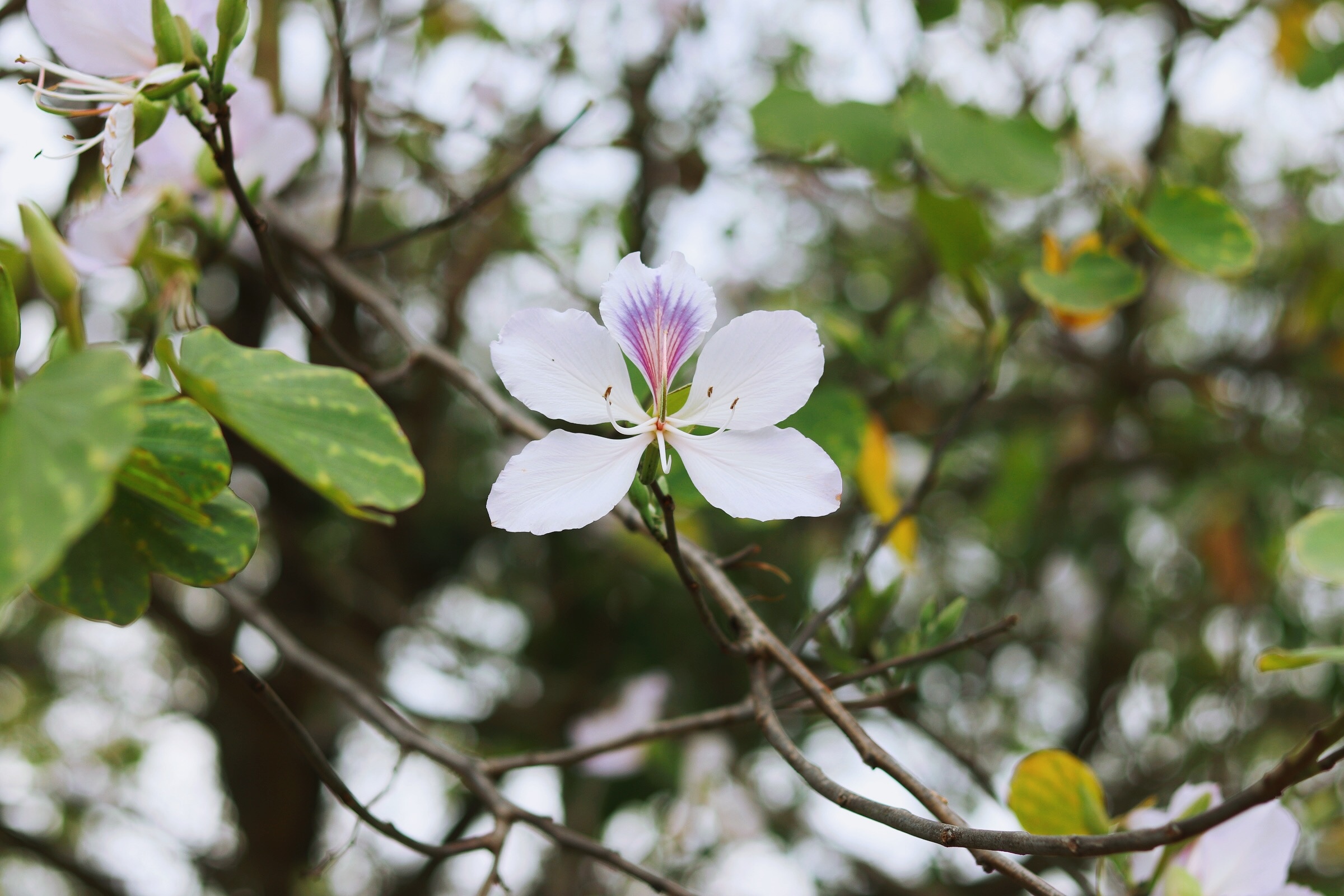Ha Noi giao mua anh 34