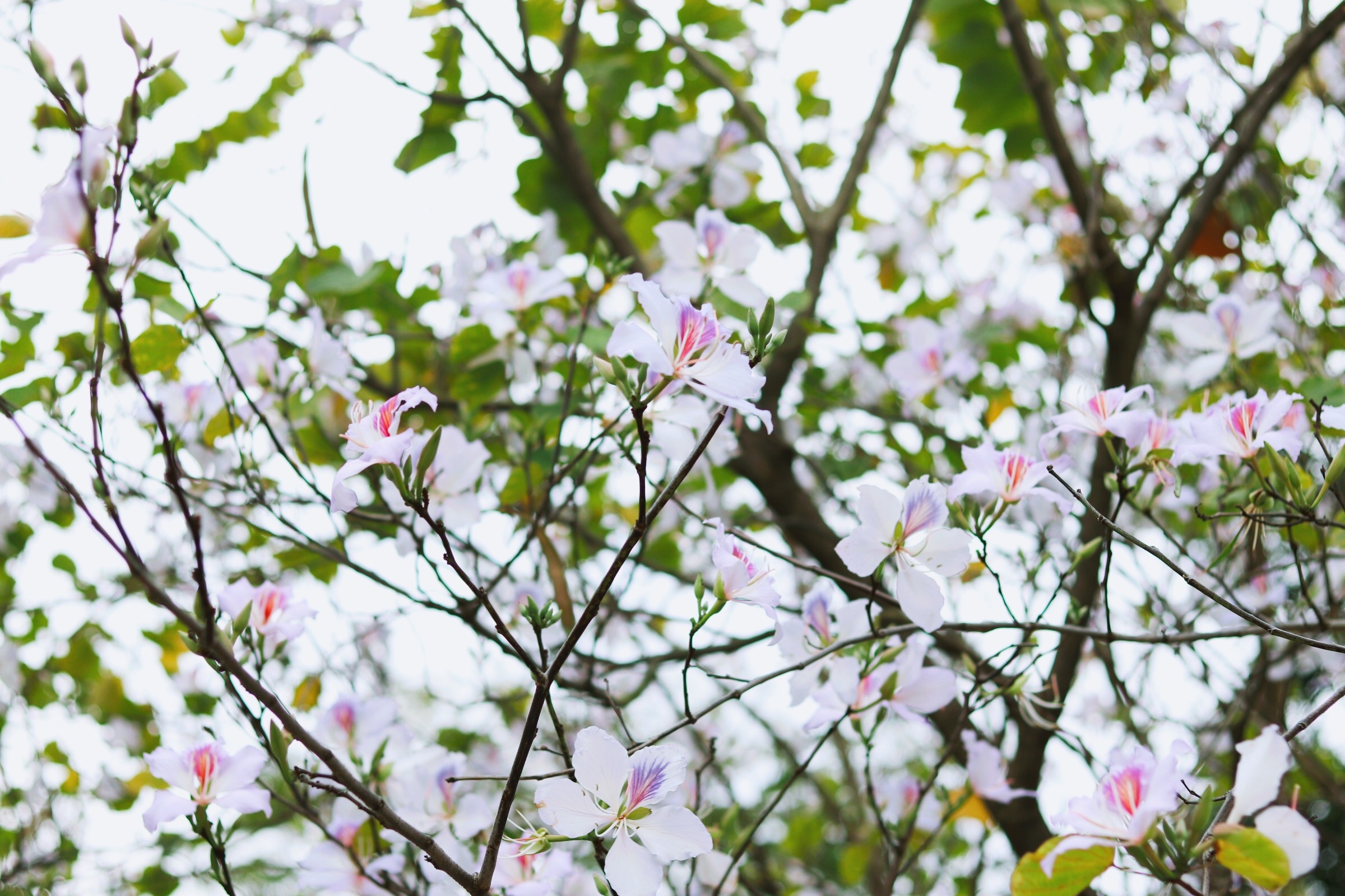 Ha Noi giao mua anh 35