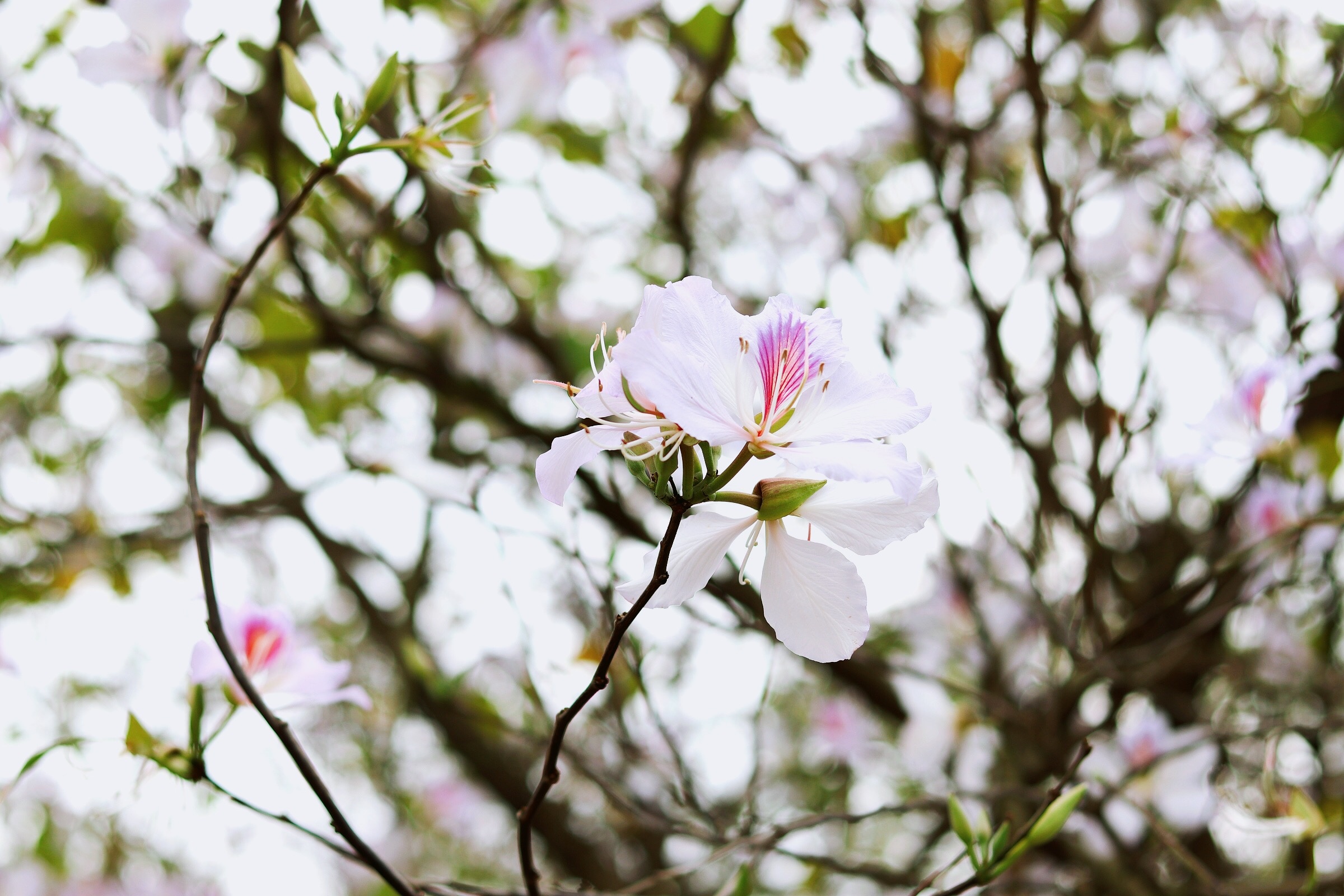 Ha Noi giao mua anh 36