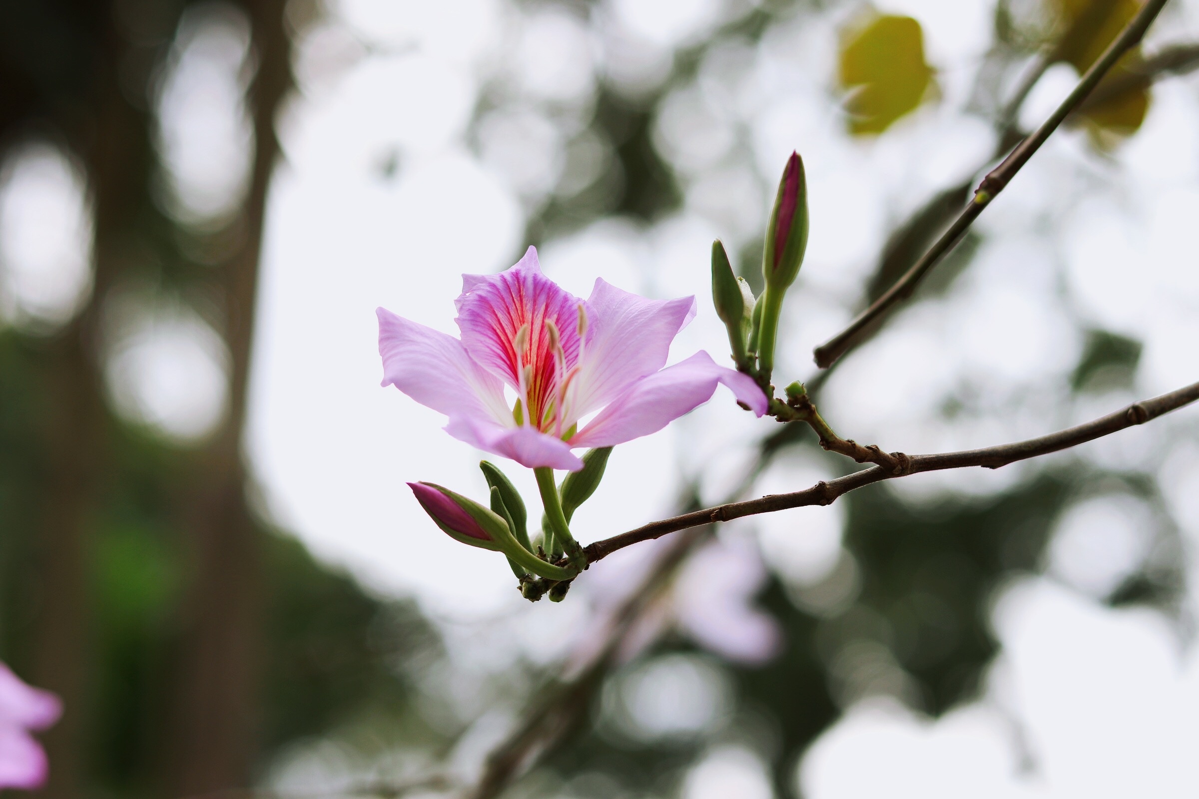 Ha Noi giao mua anh 32