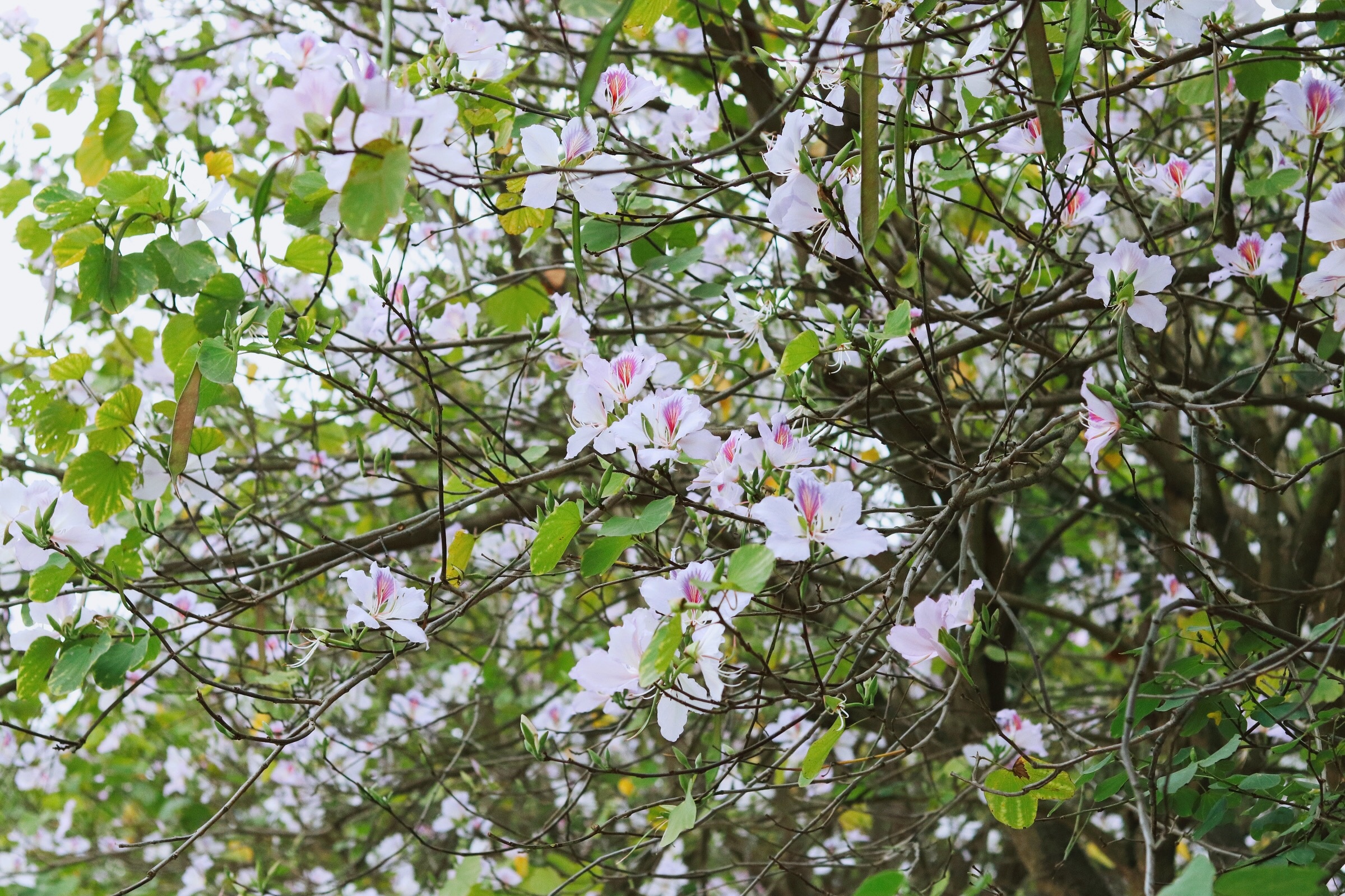 Ha Noi giao mua anh 39