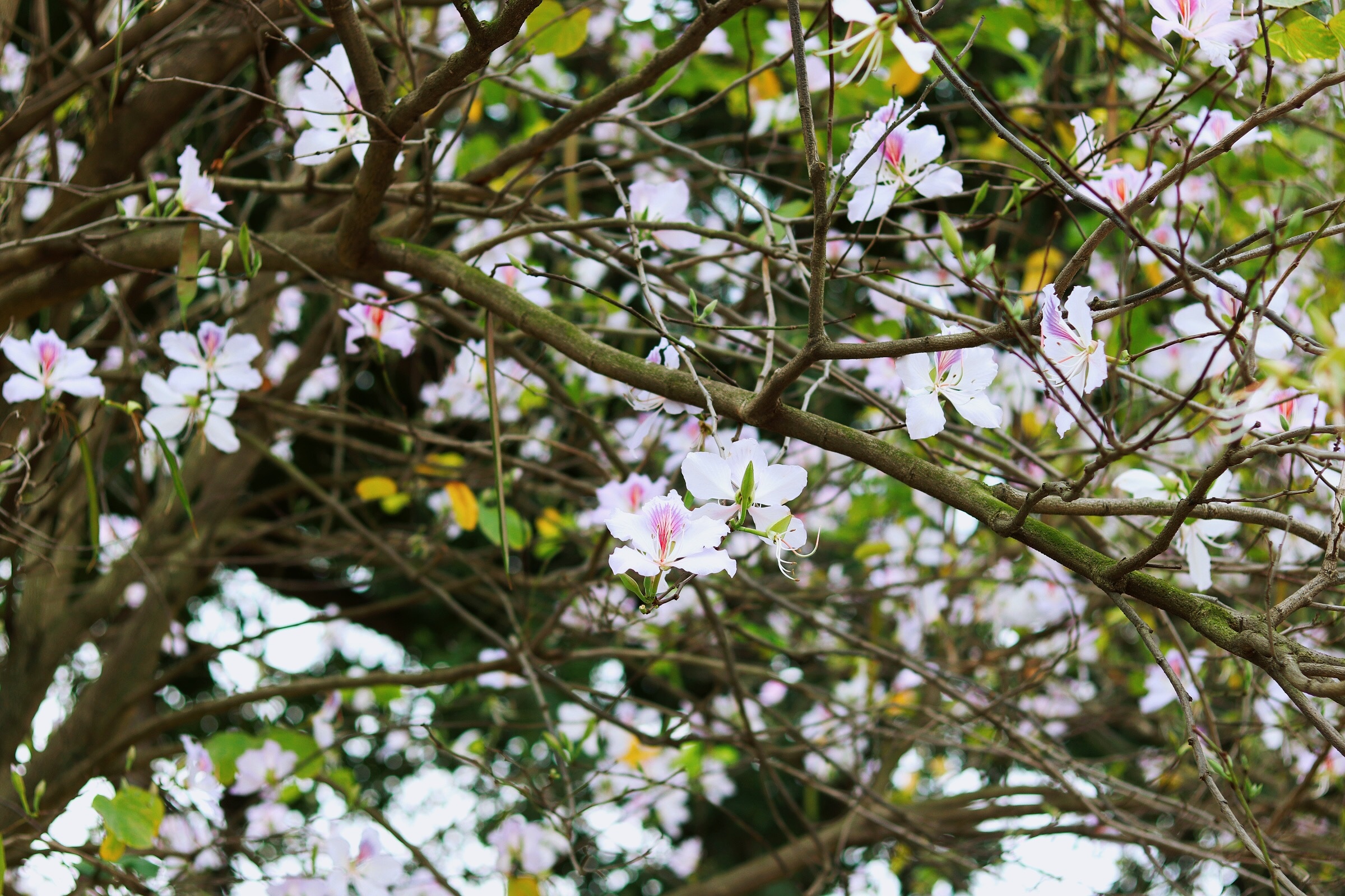 Ha Noi giao mua anh 40