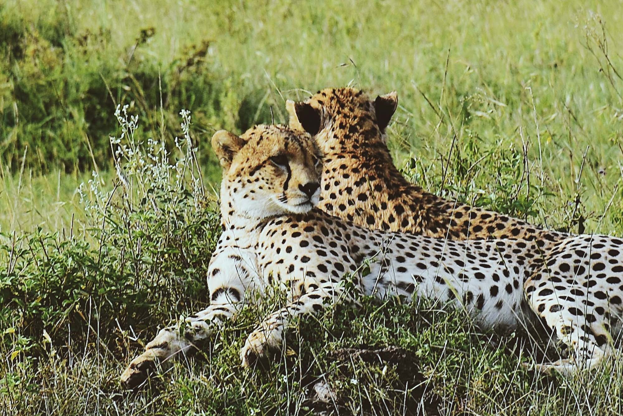Kenya - vung dat thien duong cua dong vat hoang da mien Dong Phi hinh anh
