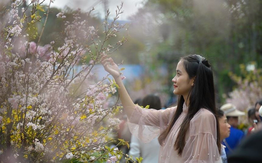 Ngam hoa anh dao Nhat Ban no ro giua long thu do Ha Noi hinh anh