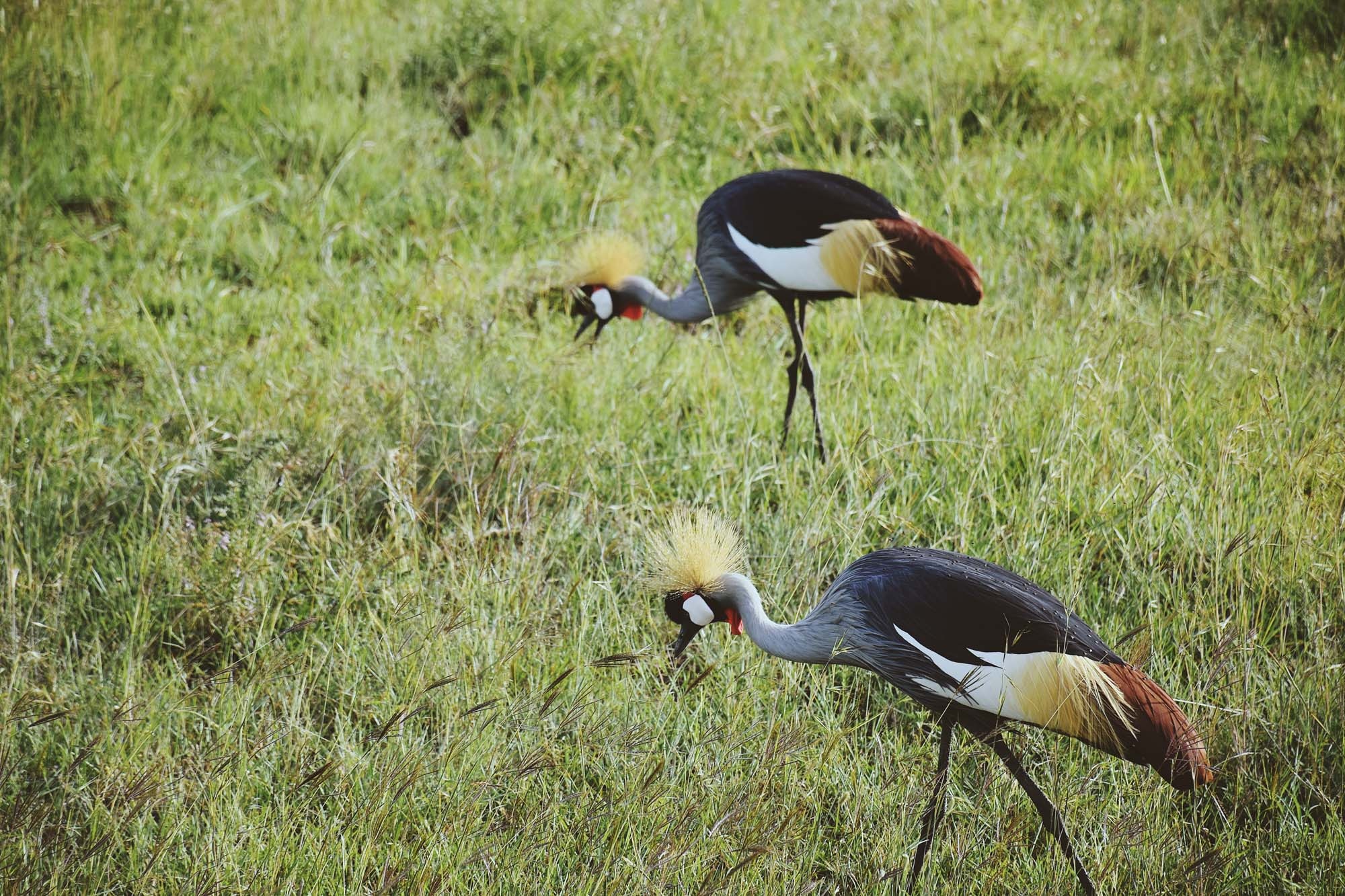 Du lich chau Phi anh 39