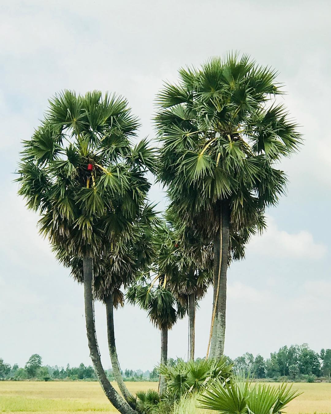 Cây thốt nốt trái tim An Giang ảnh 5 Cay thot not trai tim An Giang anh 5