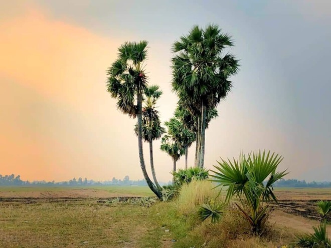 Cây thốt nốt trái tim An Giang ảnh 6 Cay thot not trai tim An Giang anh 6