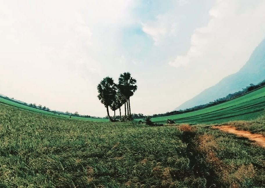 Cây thốt nốt trái tim An Giang ảnh 1 Cay thot not trai tim An Giang anh 1