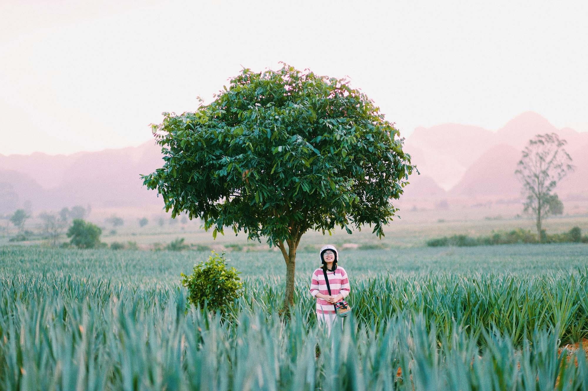 Đồi dứa Tam Điệp ảnh 2 Doi dua Tam Diep anh 2