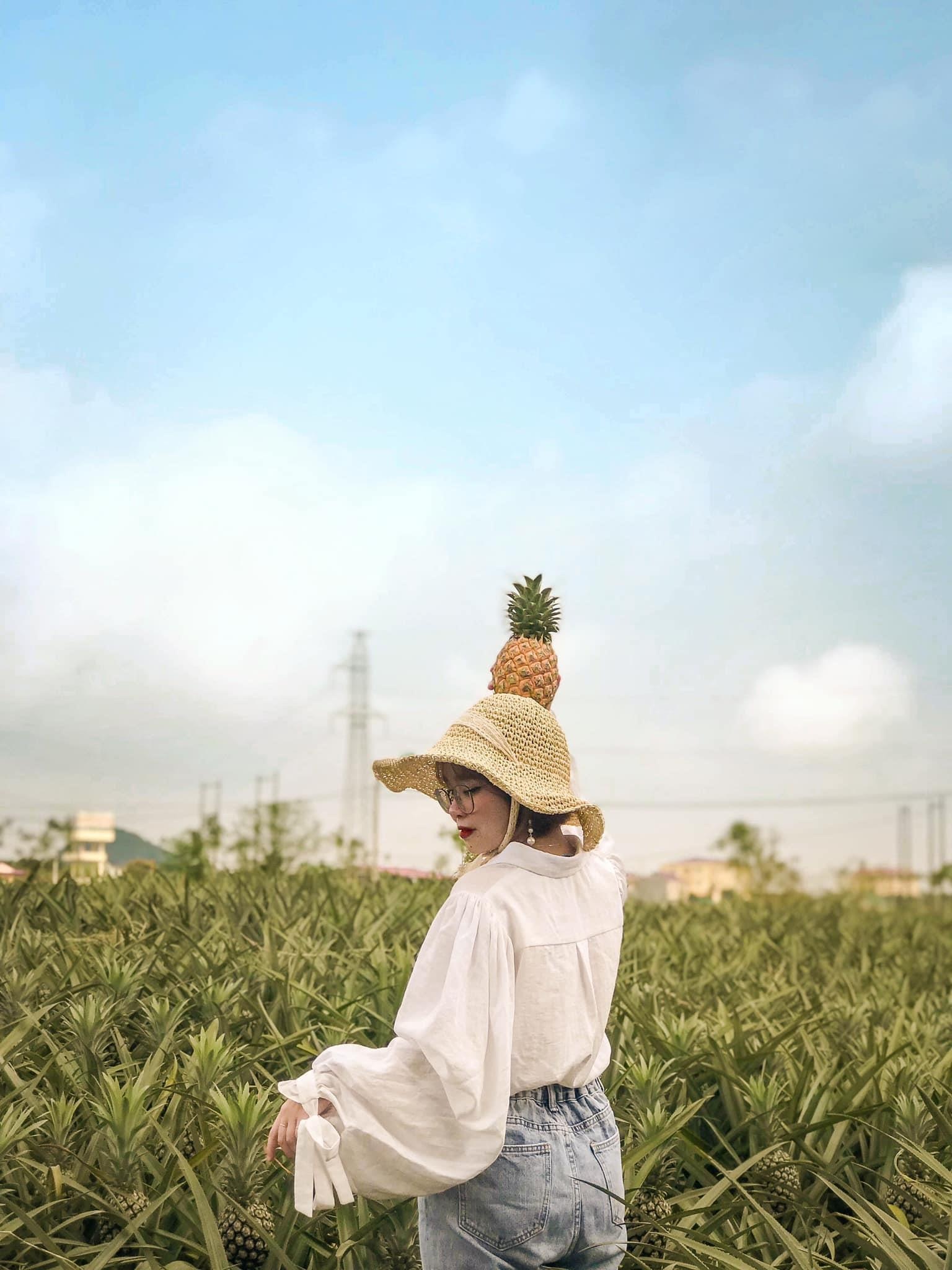 Đồi dứa Tam Điệp ảnh 8 Doi dua Tam Diep anh 8