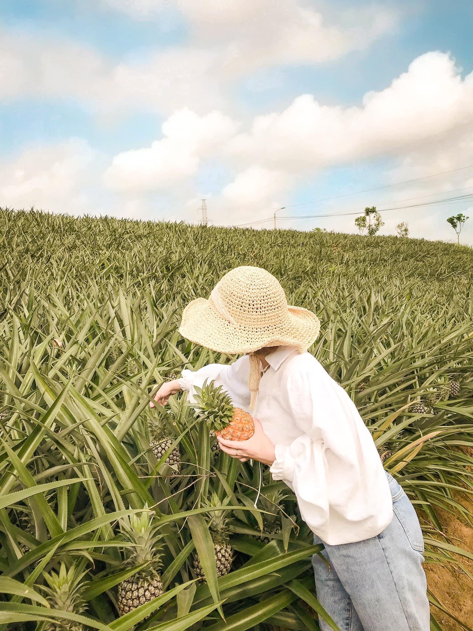 Đồi dứa Tam Điệp ảnh 7 Doi dua Tam Diep anh 7