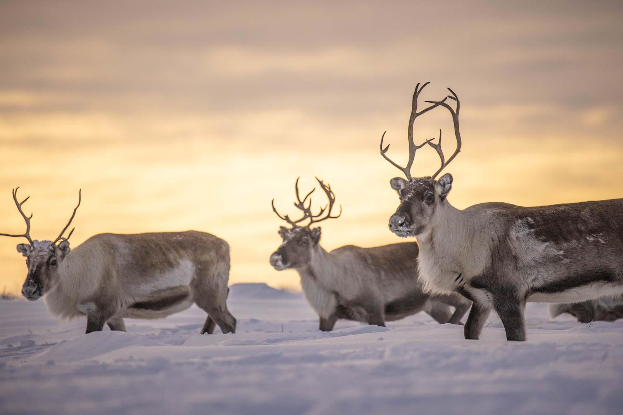 Du lich Na Uy anh 19