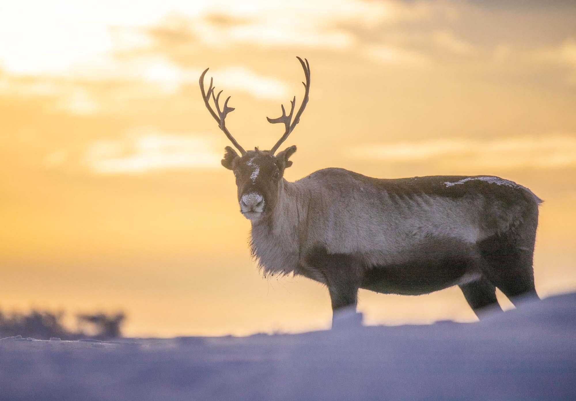 Du lich Na Uy anh 15