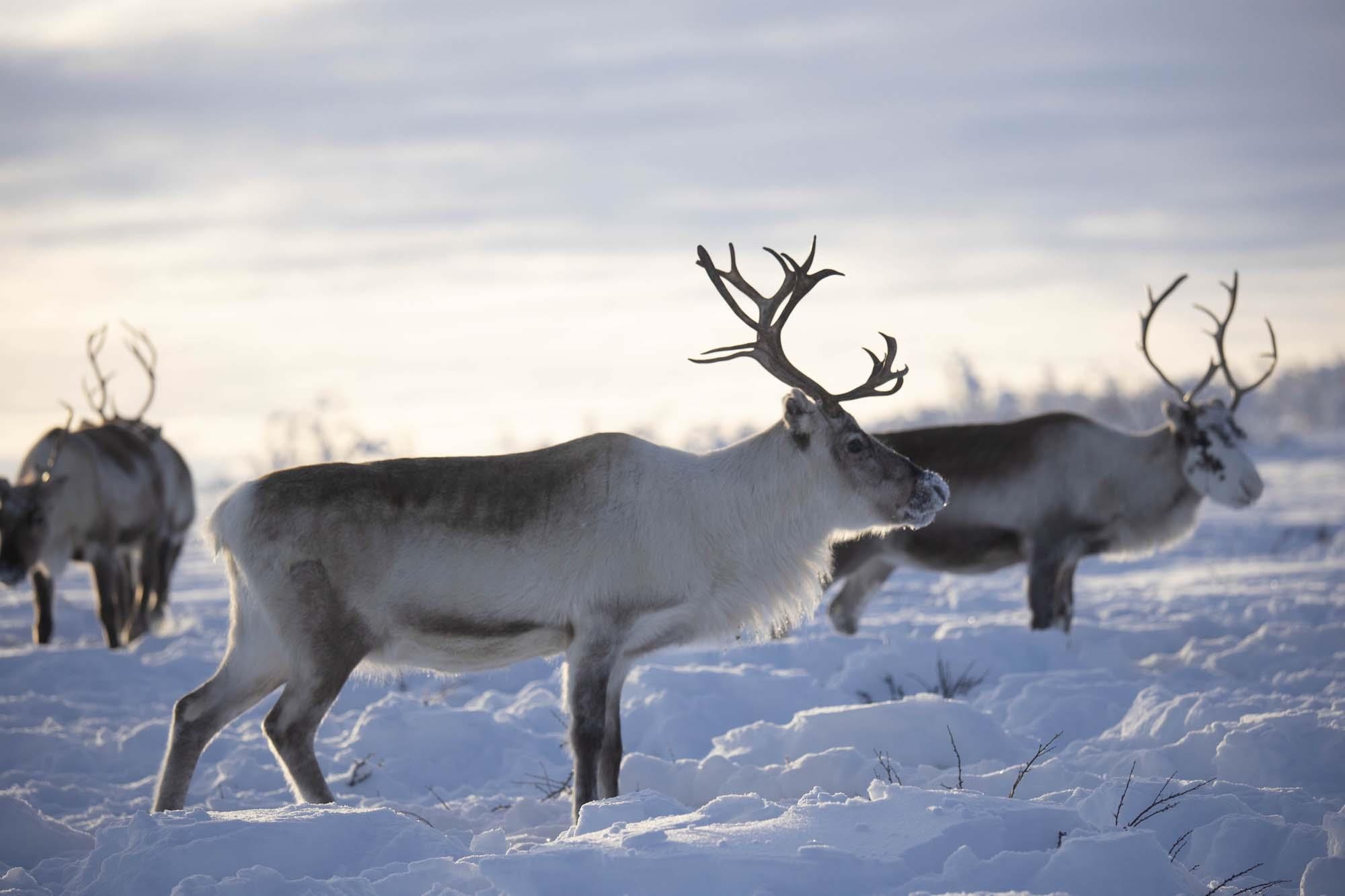 Du lich Na Uy anh 18