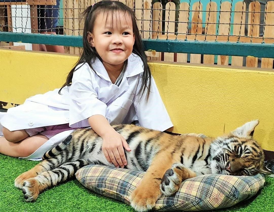 Choi voi ho, du day mao hiem va loat diem den hap dan o Chiang Mai hinh anh