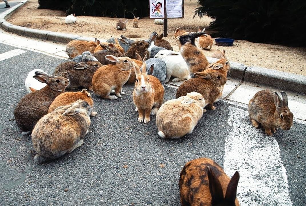 Bi mat dao tho noi tieng hut khach du lich o Nhat Ban hinh anh