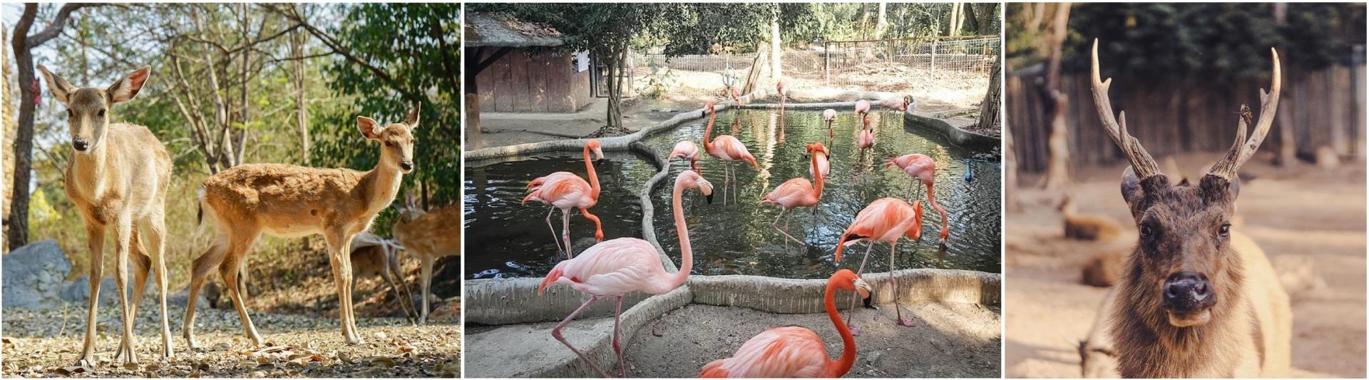 Du lịch Chiang Mai ảnh 8 Du lich Chiang Mai anh 8