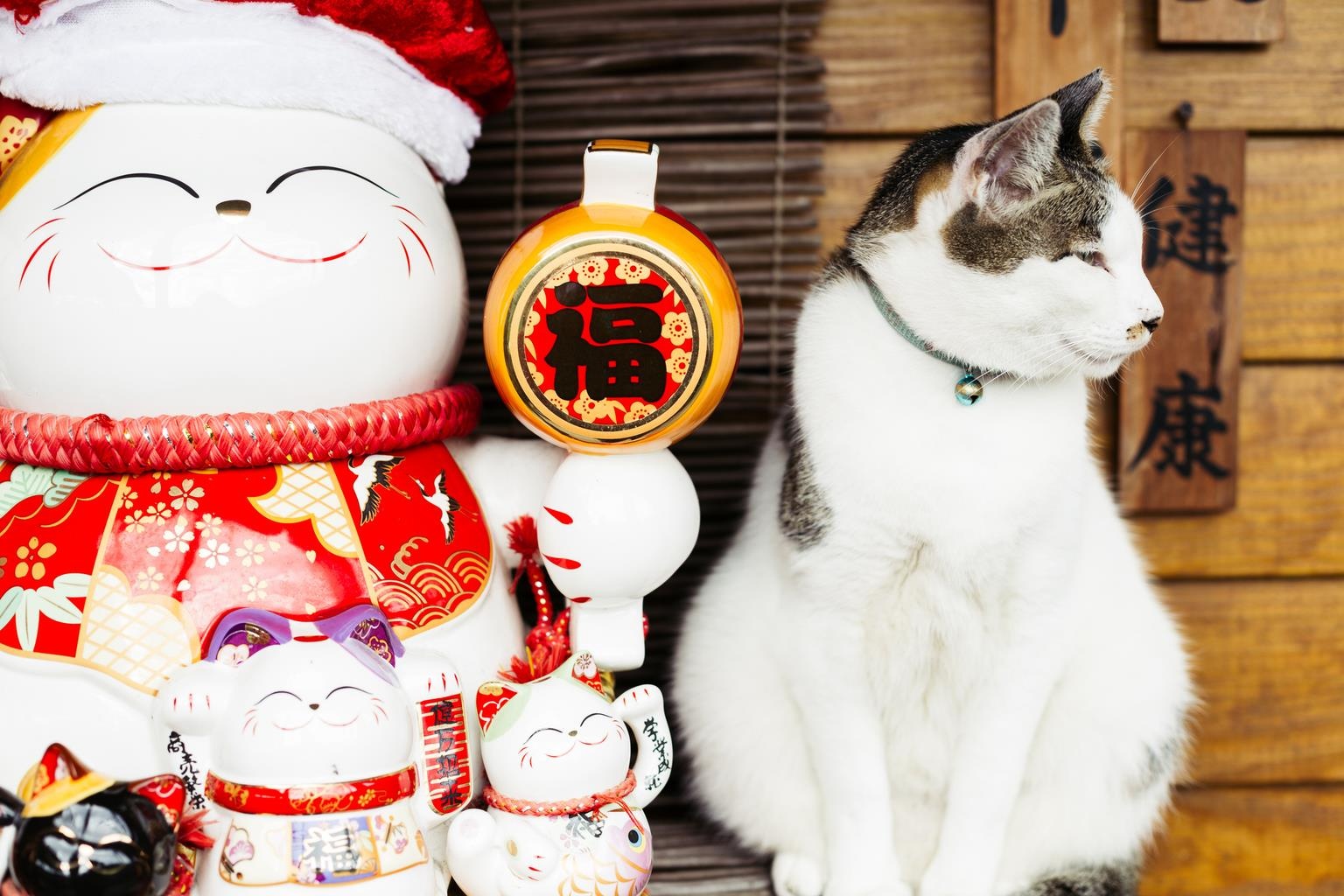 Lang meo Hau Dong, thien duong danh cho hoi yeu meo o Dai Loan hinh anh