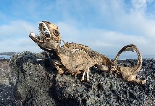 Cu da tren dao Galapagos chet kho do bien doi khi hau hinh anh