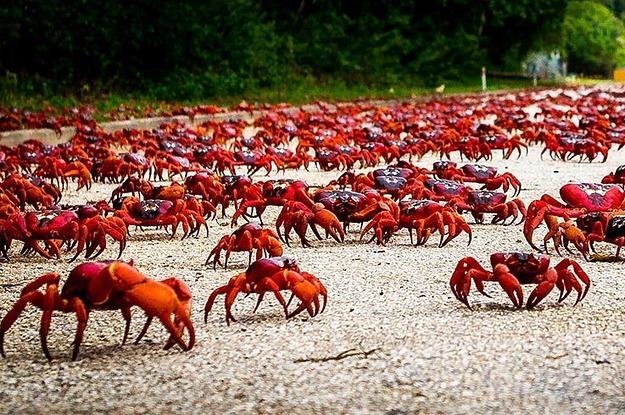 Nhung hon dao an tuong anh 2