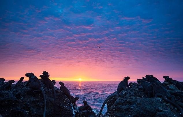Kỳ nhông trên đảo Galapagos ảnh 2 Ky nhong tren dao Galapagos anh 2