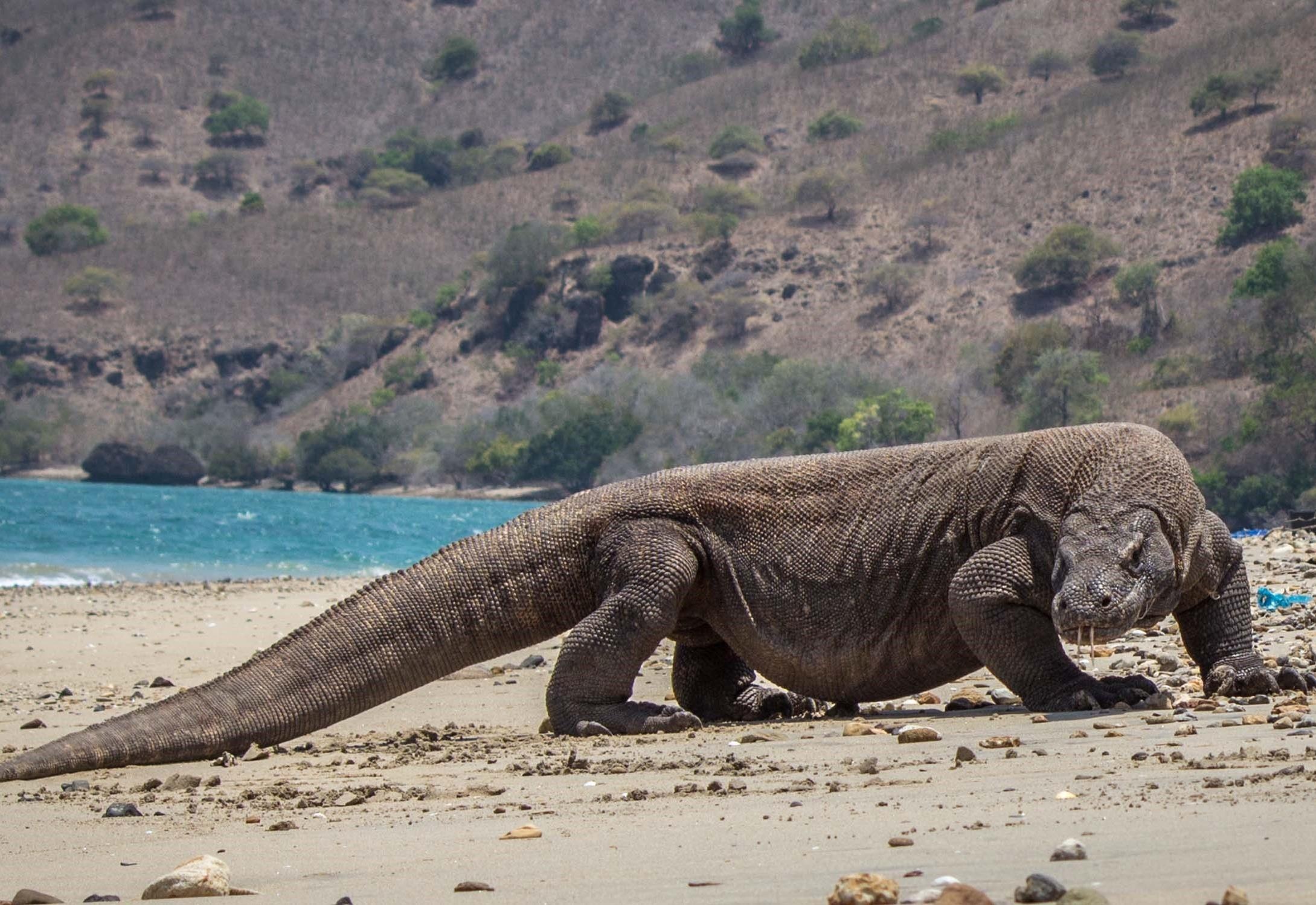 Dao nao o Indonesia co loai rong quy, kich thuoc lon nhat the gioi? hinh anh