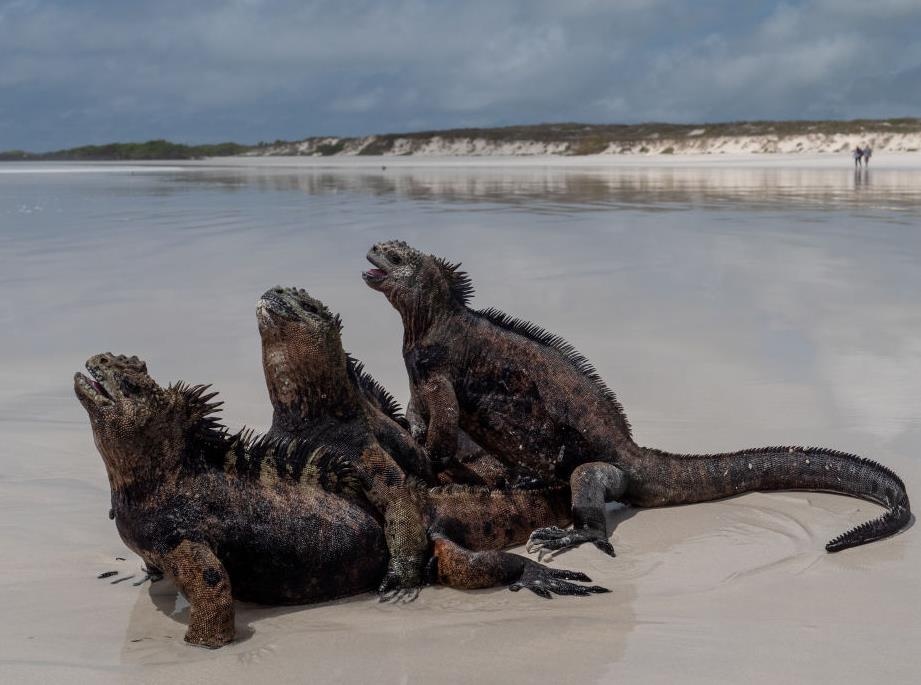 Galapagos - quan dao tach biet the gioi voi nhung sinh vat ky di hinh anh