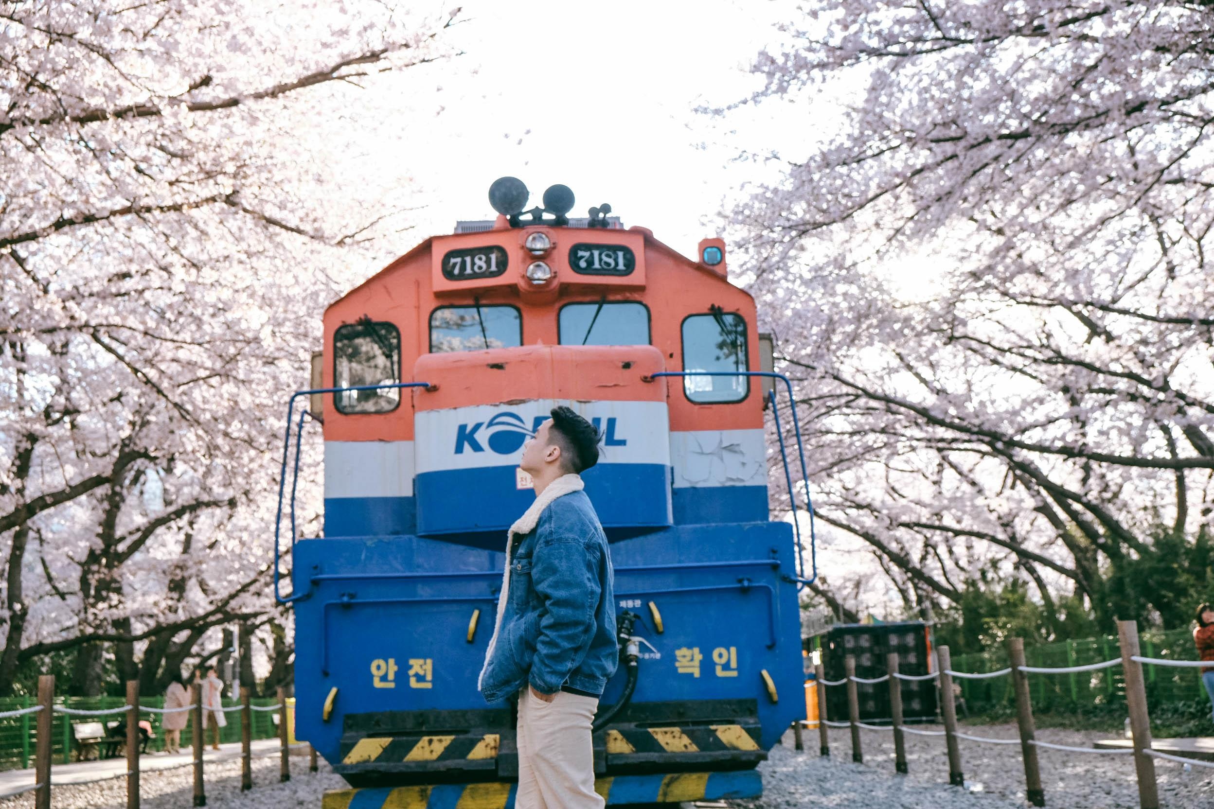 Hoa anh dao Han Quoc anh 22