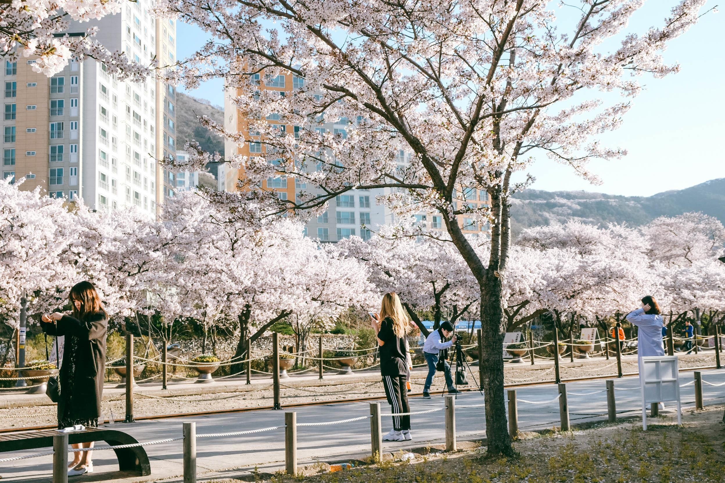 Hoa anh dao Han Quoc anh 7