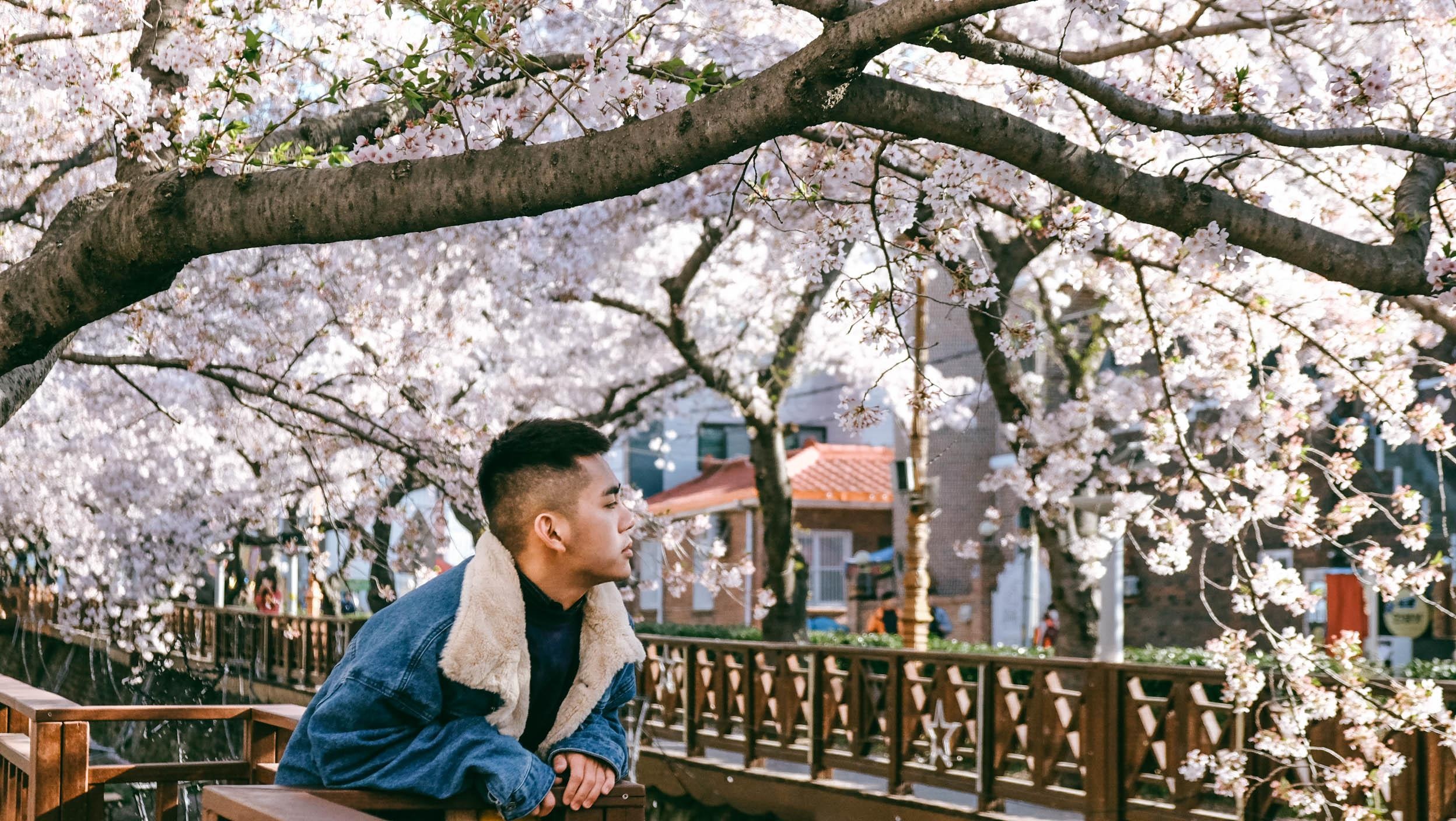 Hoa anh dao Han Quoc anh 8