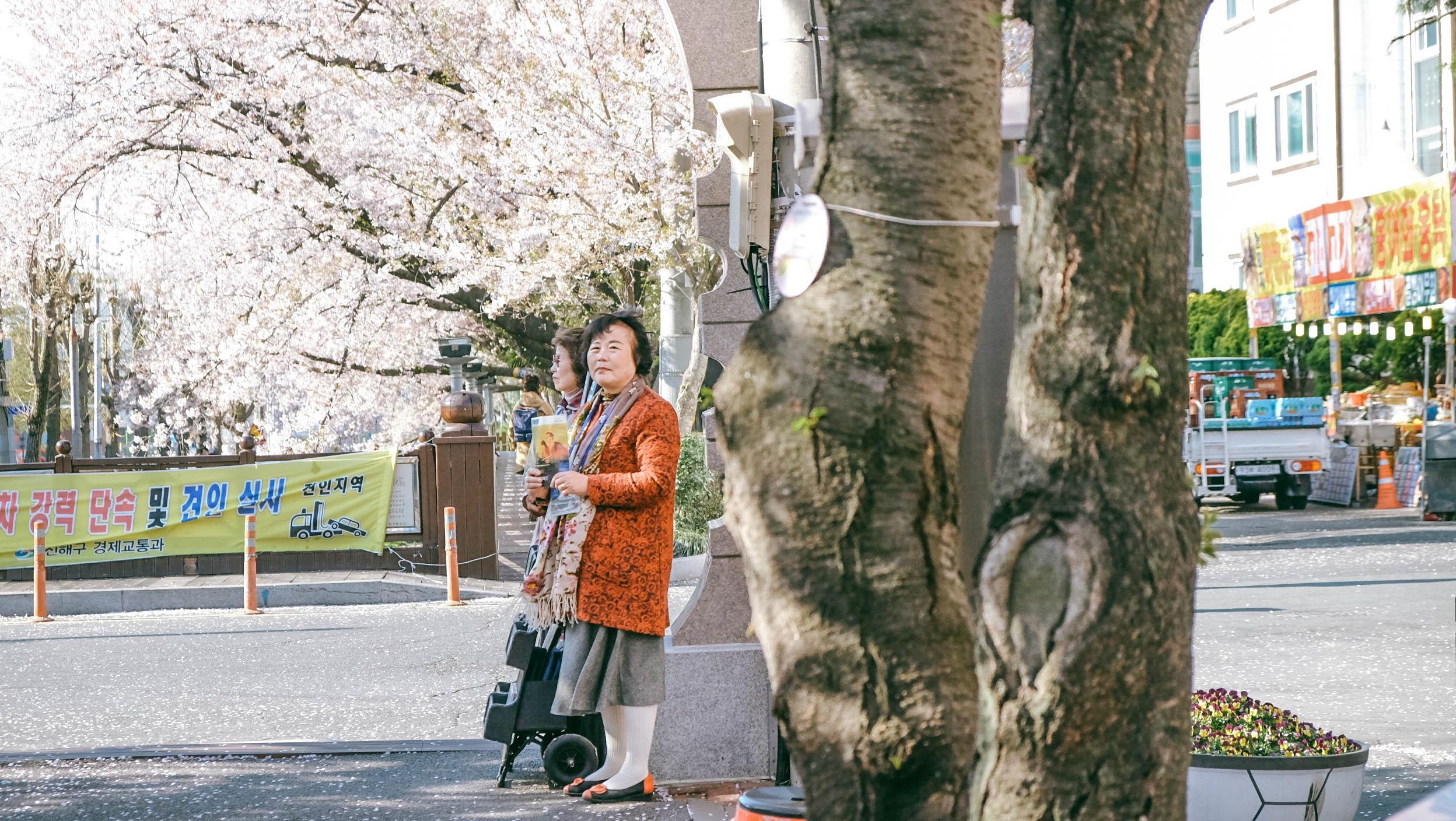 Hoa anh dao Han Quoc anh 2