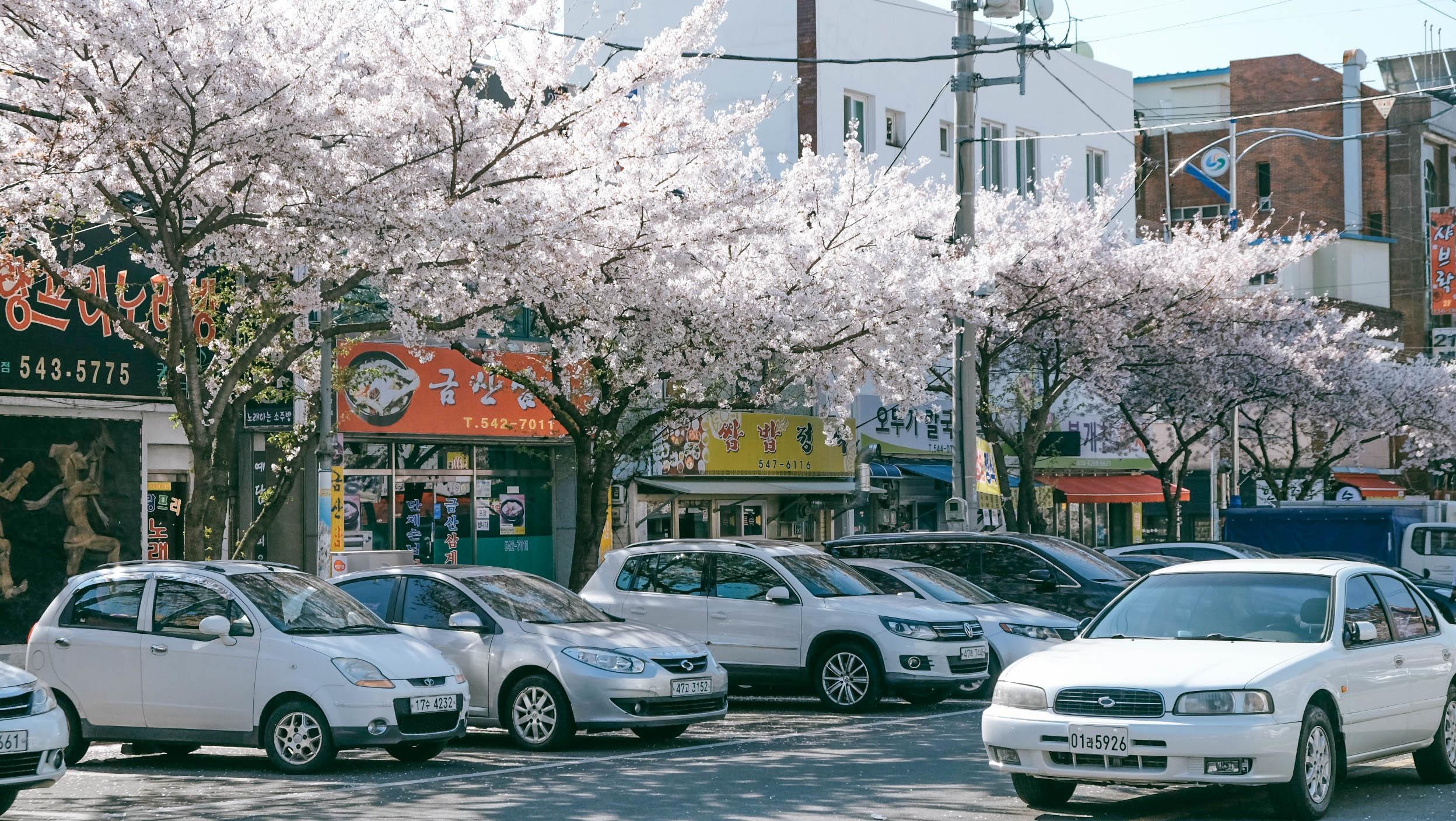 Hoa anh dao Han Quoc anh 5