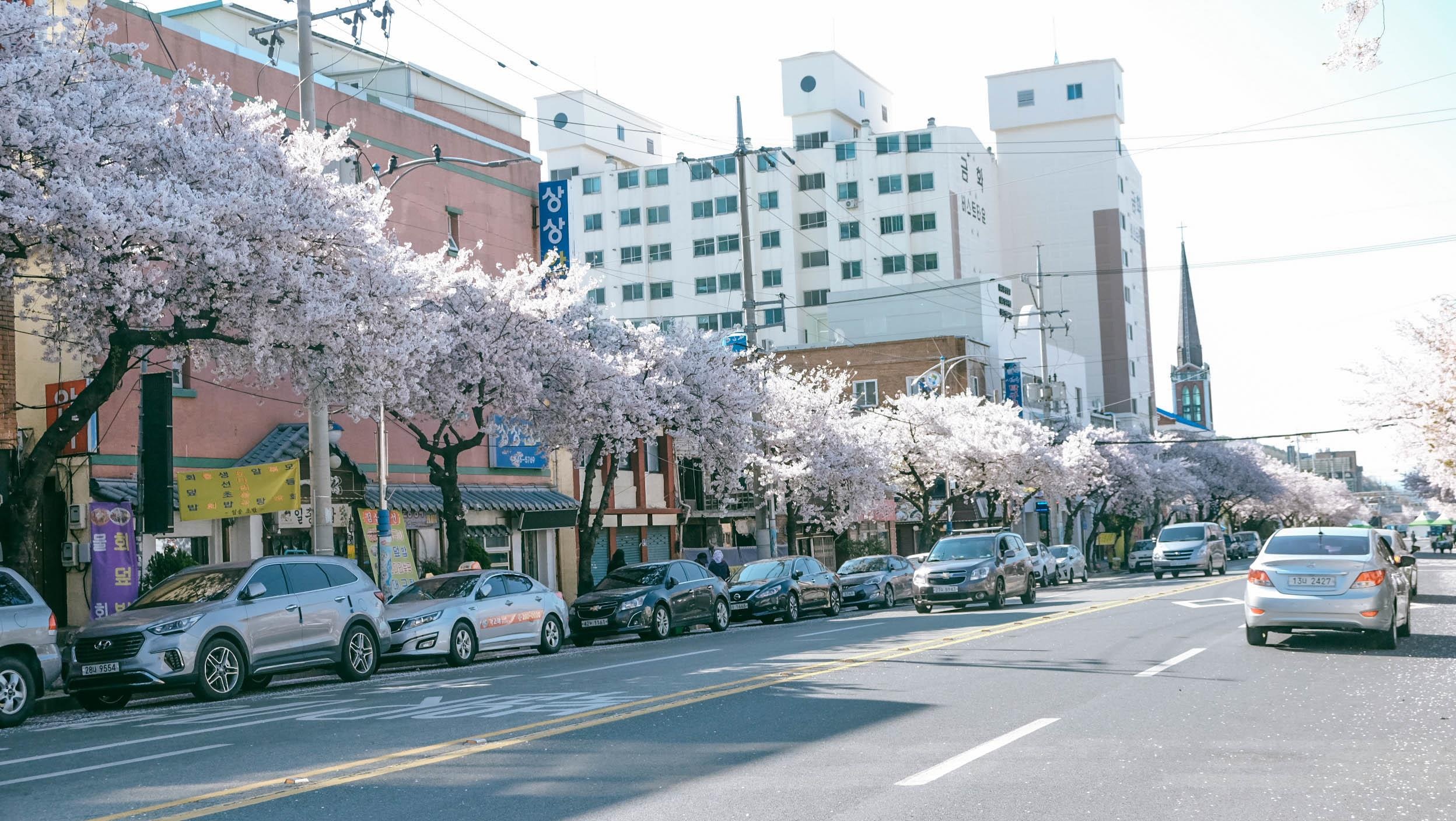 Hoa anh dao Han Quoc anh 6