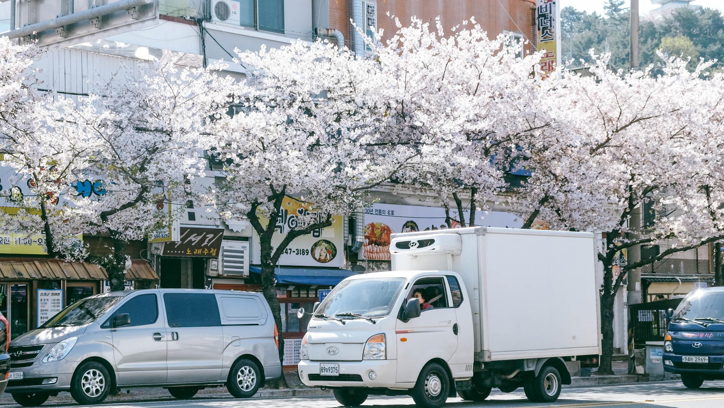 Hoa anh dao Han Quoc anh 11