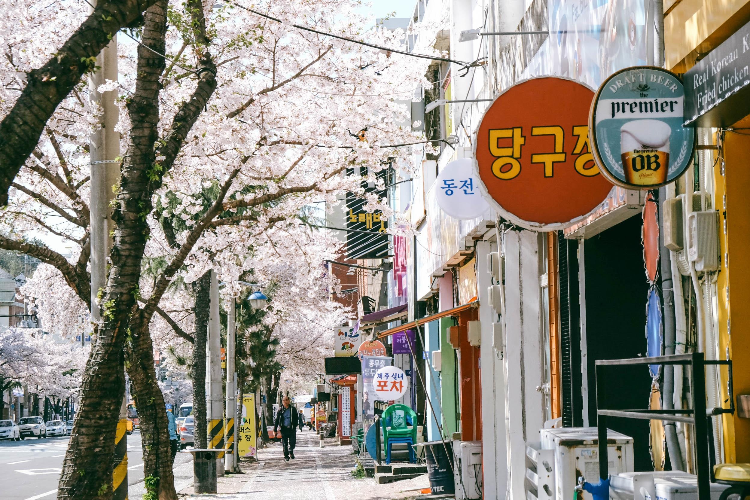 Hoa anh dao Han Quoc anh 12