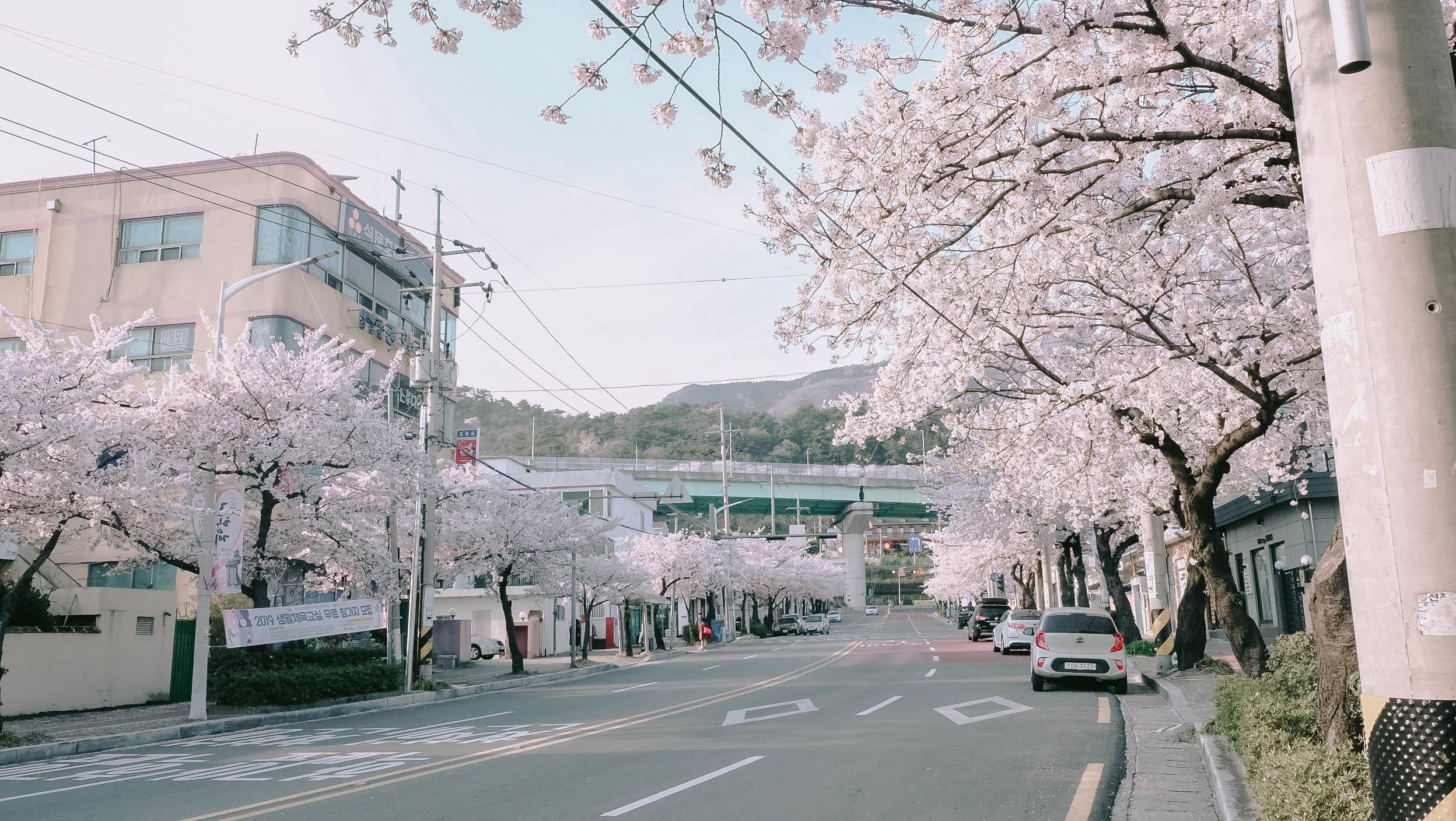 Hoa anh dao Han Quoc anh 14