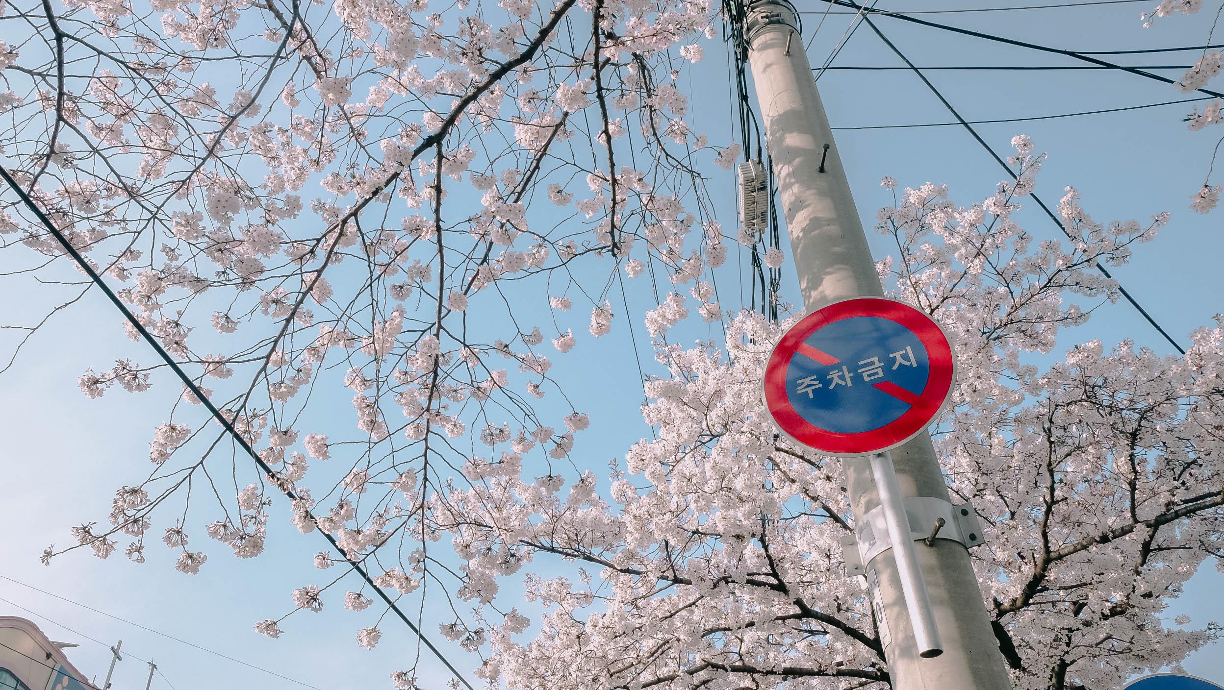 Hoa anh dao Han Quoc anh 10