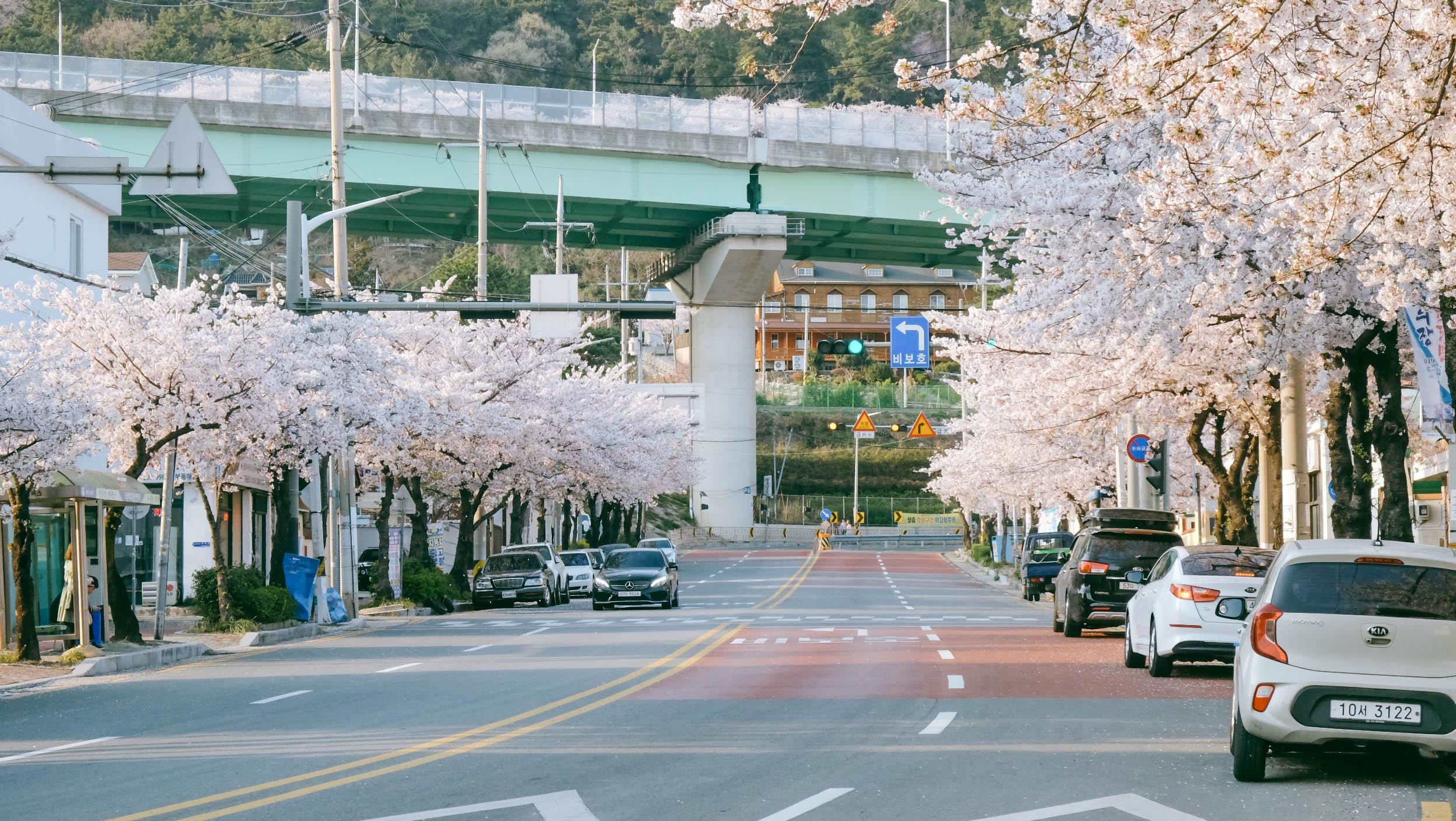 Hoa anh dao Han Quoc anh 15