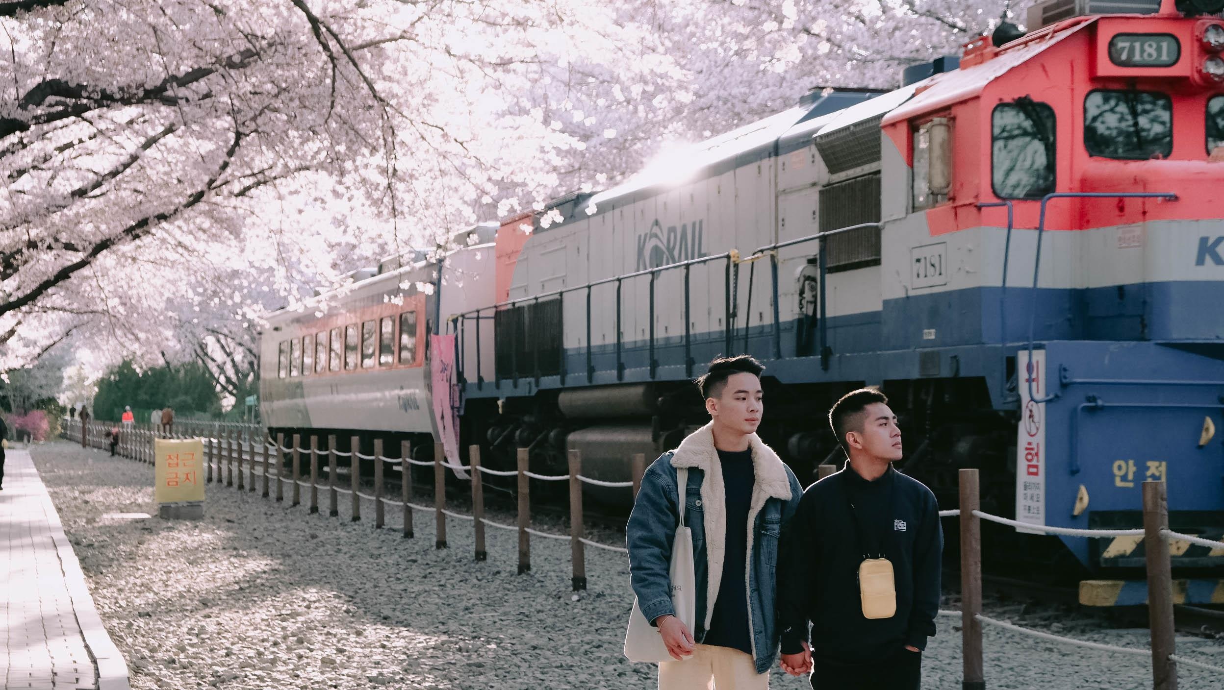 Hoa anh dao Han Quoc anh 24