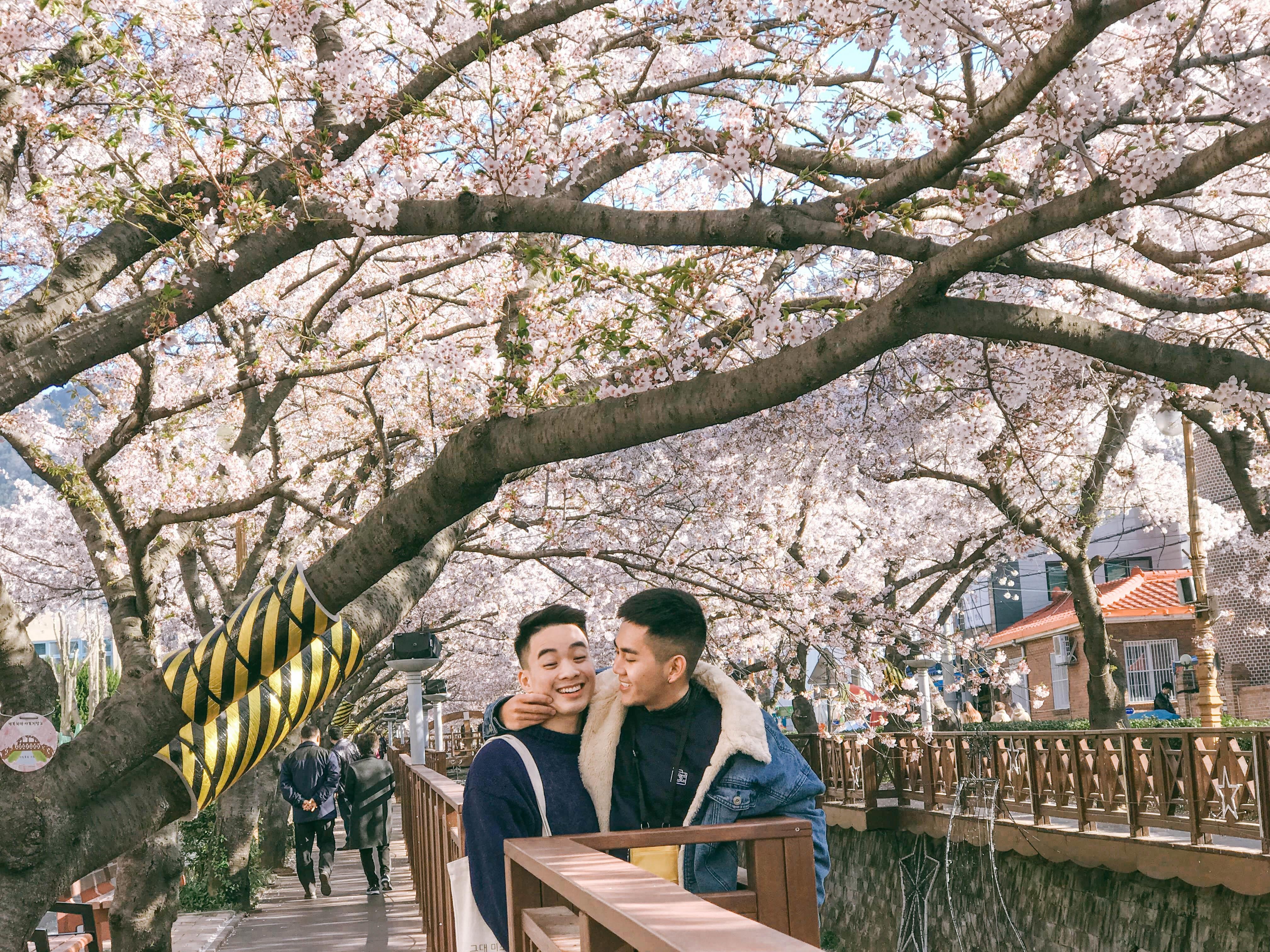 Hoa anh dao Han Quoc anh 25