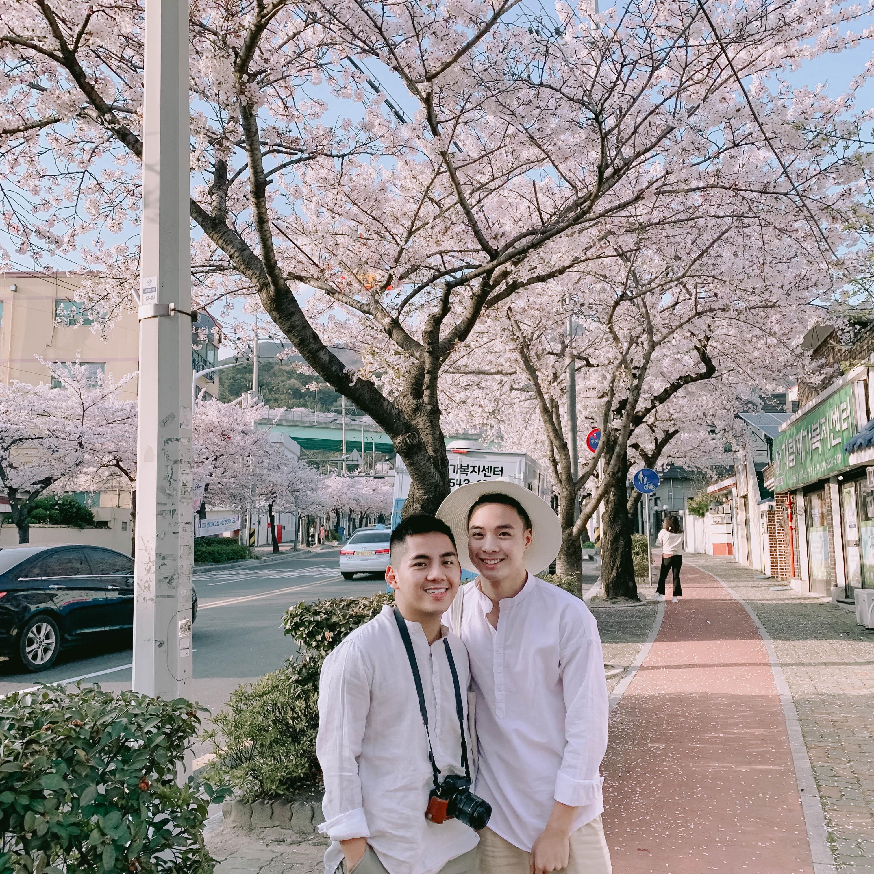 Hoa anh dao Han Quoc anh 18